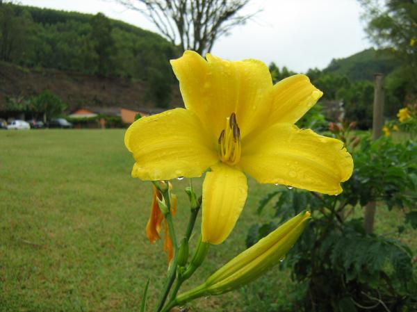 Yellow Flower