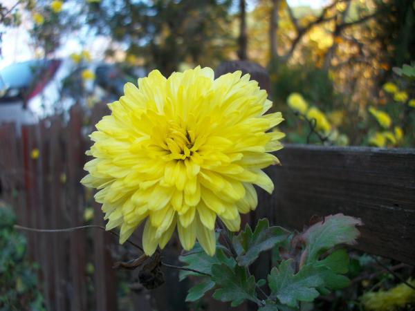 Yellow Flower