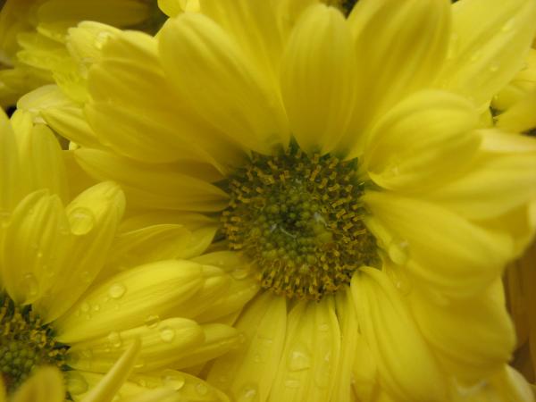 Yellow Flower