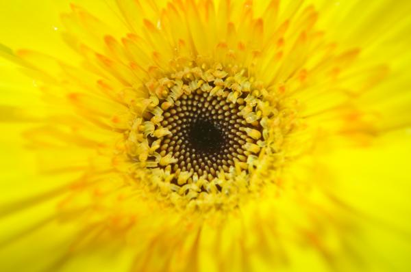 Yellow Flower