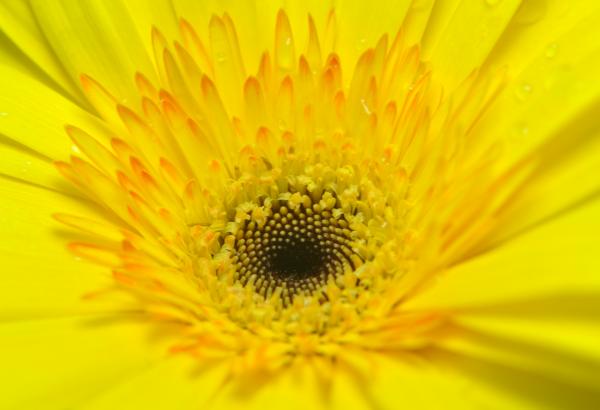 Yellow Flower
