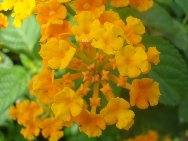 Yellow Flower
