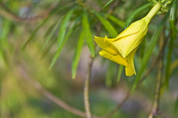 Yellow Flower