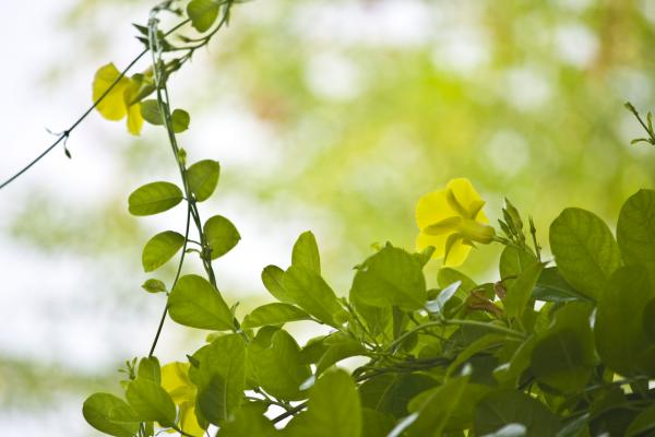 Yellow Flower