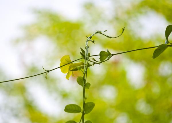 Yellow Flower