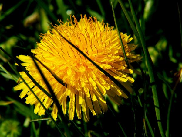 Yellow Flower