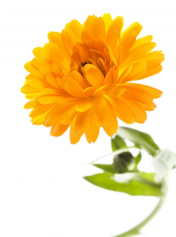 Yellow flower