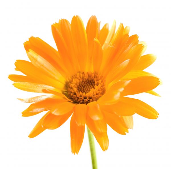 Yellow flower