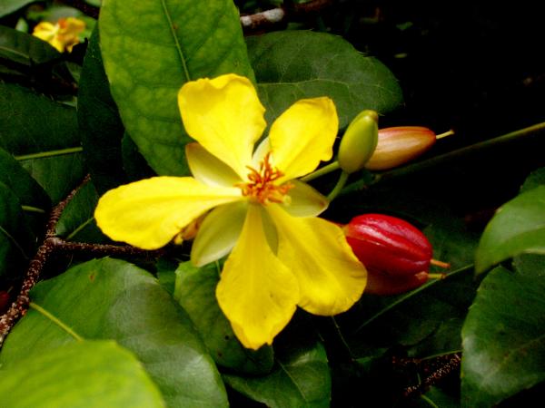 Yellow flower