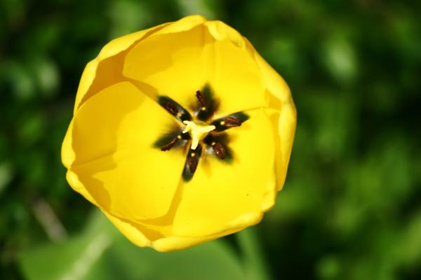 Yellow flower