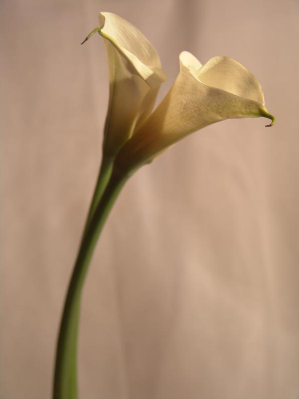 Yellow flower