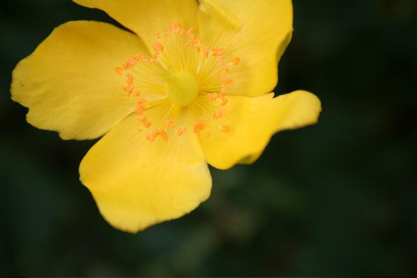 Yellow Flower