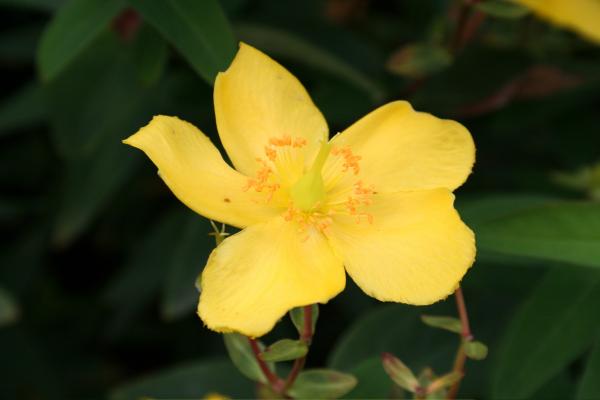 Yellow flower