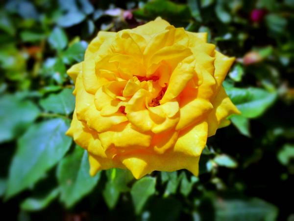 Yellow Flower