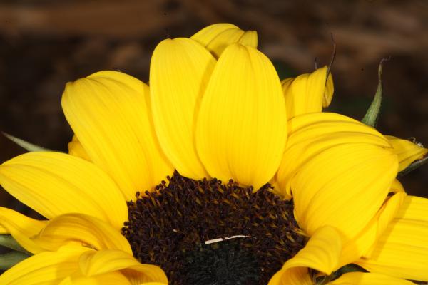 Yellow Flower