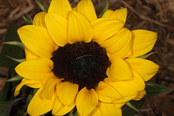 Yellow Flower