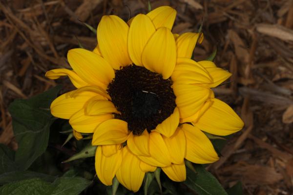 Yellow Flower