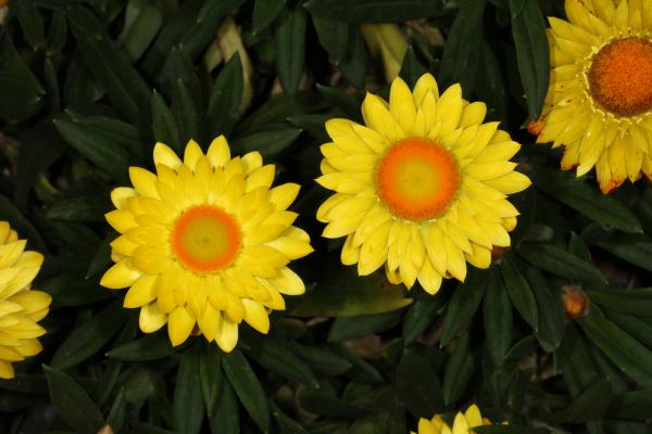 Yellow Flower