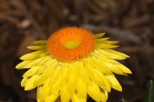 Yellow Flower
