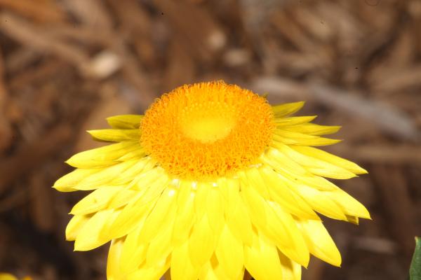 Yellow Flower