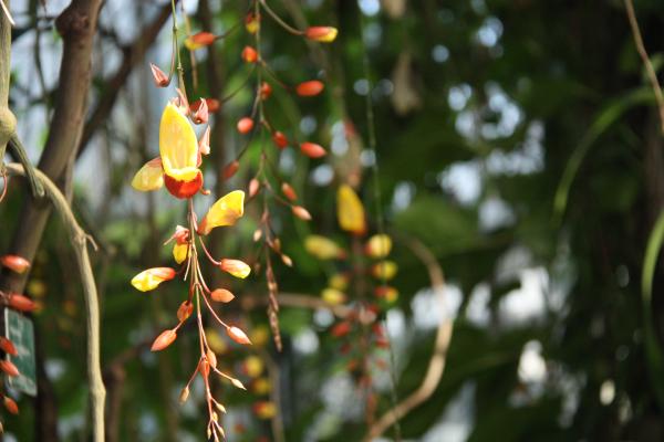 Yellow flower