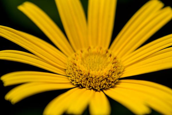 Yellow flower