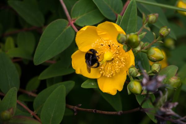 Yellow flower