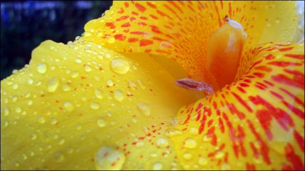 Yellow Flower Closeup