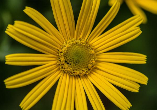 Yellow flower in Bloom