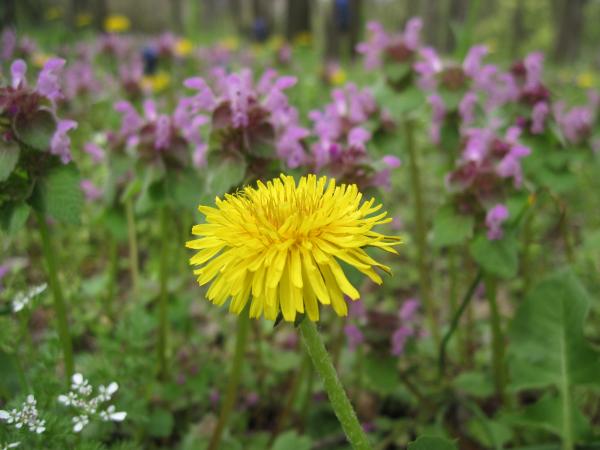 Yellow flower in the garden