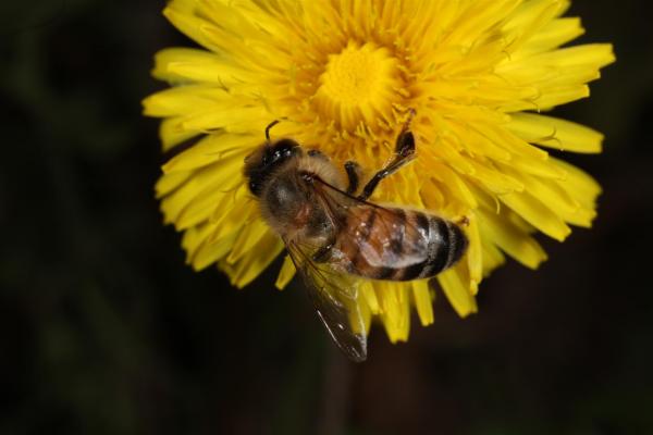 Yellow flower with Bee