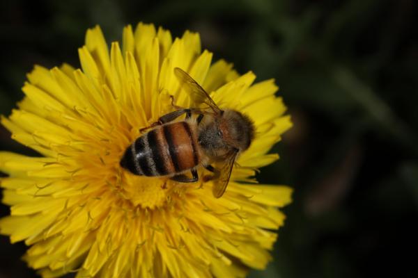 Yellow flower with Bee