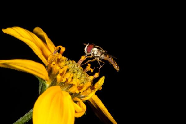 Yellow Flower with Hoverfly