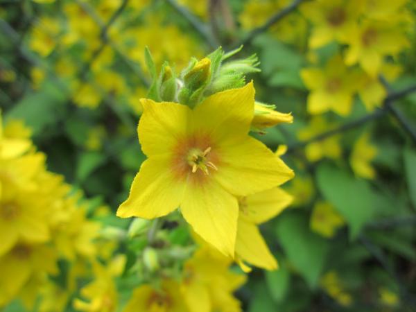 Yellow flowers