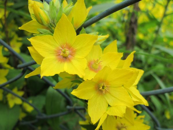 Yellow flowers