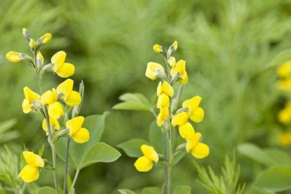 Yellow Flowers