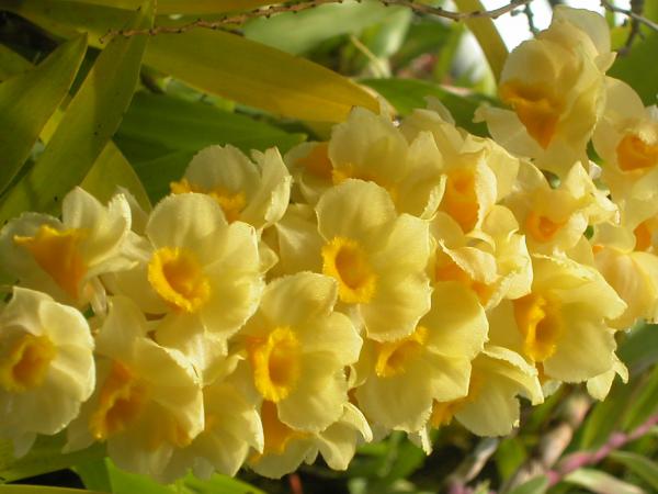 Yellow Flowers