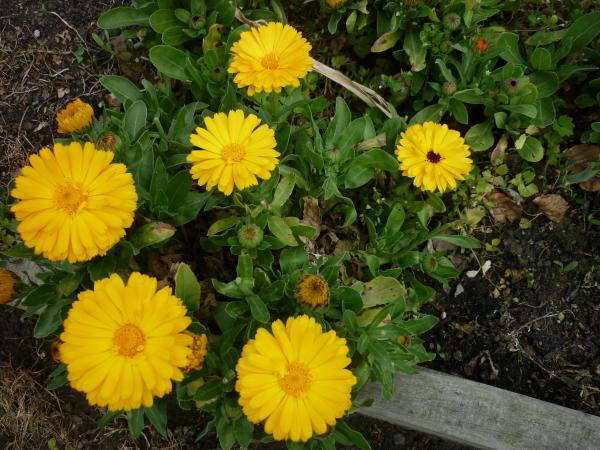 Yellow Flowers