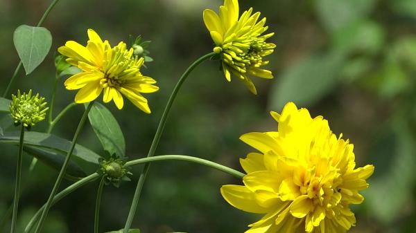 Yellow Flowers
