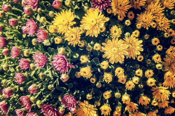Yellow flowers