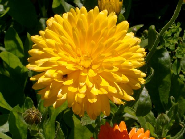 Yellow flowers