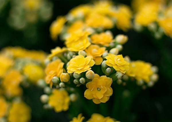 Yellow Flowers