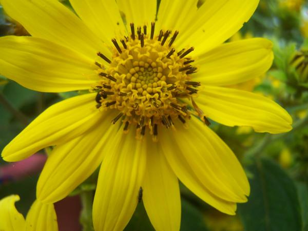 Yellow flowers