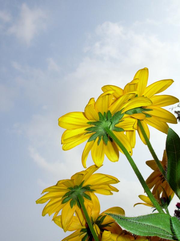 Yellow flowers