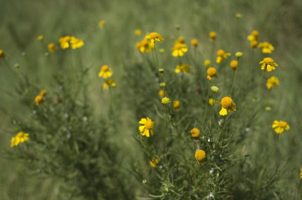 Yellow Flowers