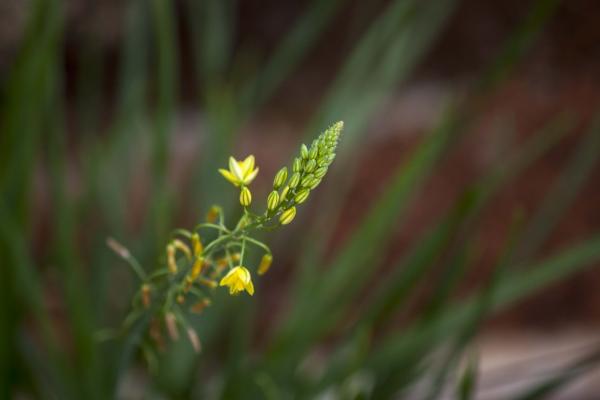 Yellow flowers with green background