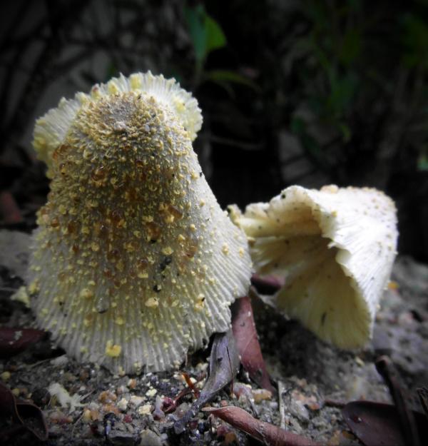 Yellow Forest Mushrooms
