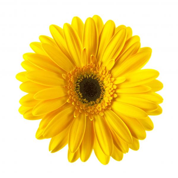 Yellow Gerbera