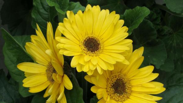 Yellow Gerbera Flower