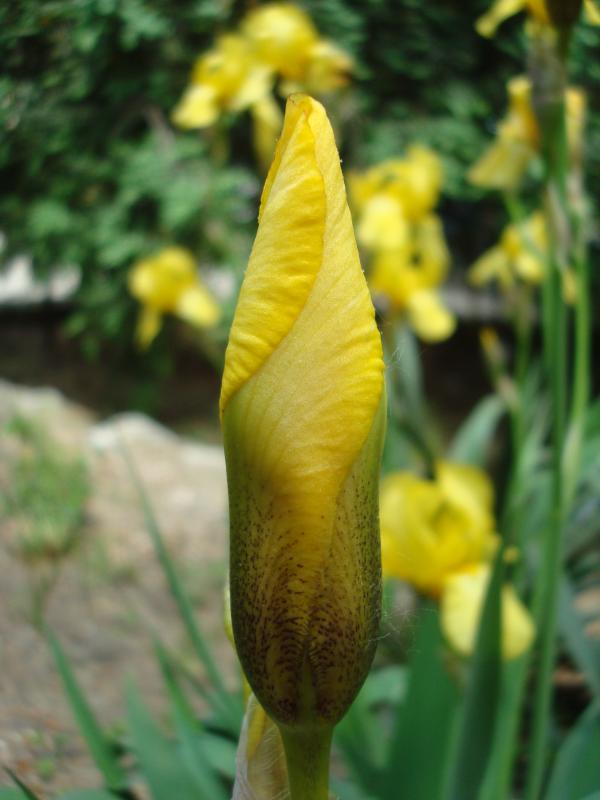 Yellow Iris flower macro